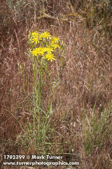 Slender Hawksbeard among Cheatgrass near Susan Lake