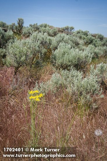 Slender Hawksbeard among Cheatgrass, Sagebrush near Susan Lake