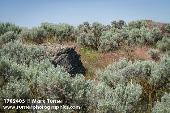Sagebrush around Basalt boulder near Susan Lake