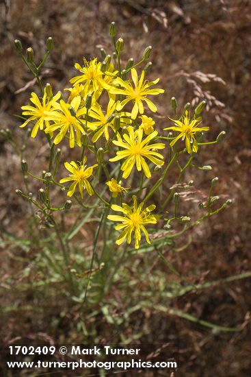 Slender Hawksbeard