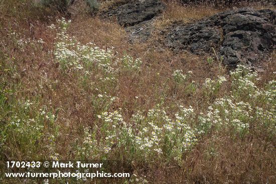Shaggy Fleabane among Cheatgrass
