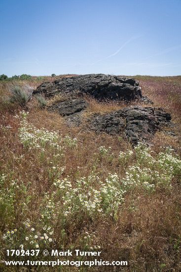 Shaggy Fleabane among Cheatgrass