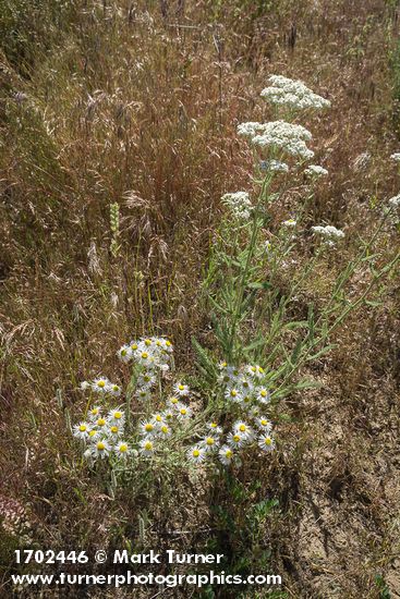 Shaggy Fleabane, Yarrow among Cheatgrass