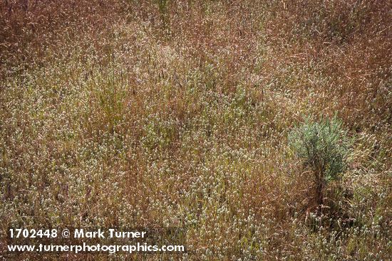 Woolly Plantain among Cheatgrass