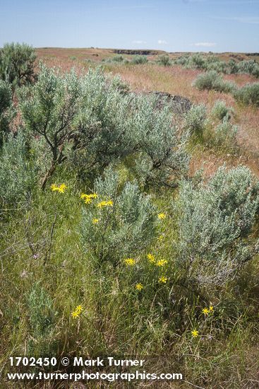 Slender Hawksbeard among Sagebrush