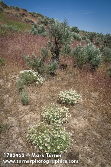 Shaggy Fleabane among Cheatgrass & Sagebrush