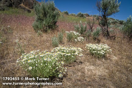 Shaggy Fleabane among Cheatgrass & Sagebrush