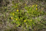 Greater Creeping Spearwort