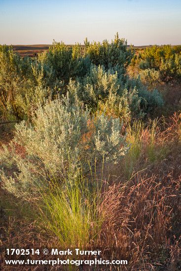 Bluebunch Wheatgrass among Sagebrush at sunset