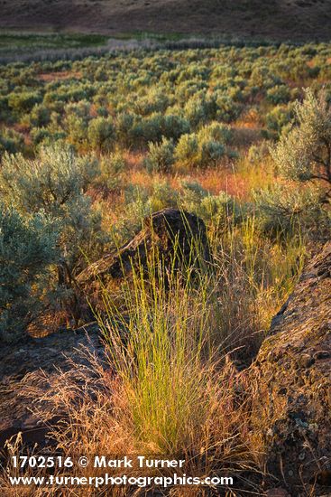 Bluebunch Wheatgrass among Sagebrush at sunset