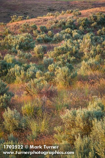 Bluebunch Wheatgrass among Sagebrush at sunset