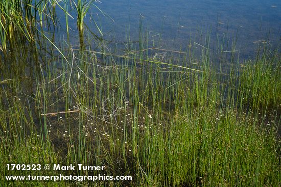 White Water Buttercups among Baltic Rushes