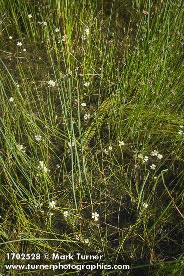 White Water Buttercups among Baltic Rushes