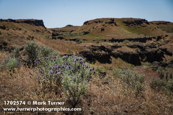 Purple Sage among Sagebrush