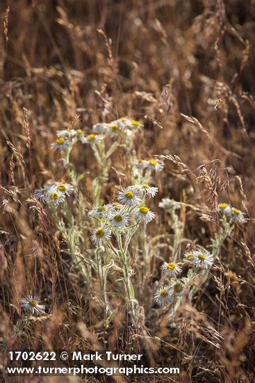 Shaggy Fleabane