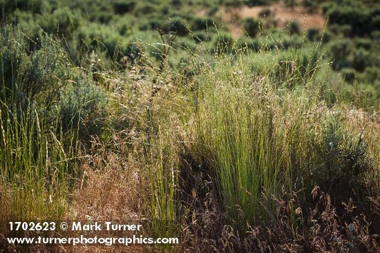 Bluebunch Wheatgrass among Cheatgrass