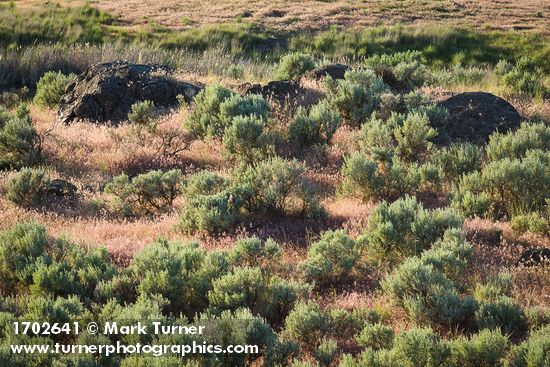 Sagebrush among Cheatgrass & basalt outcroppings