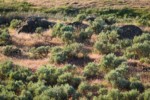 Sagebrush among Cheatgrass & basalt outcroppings