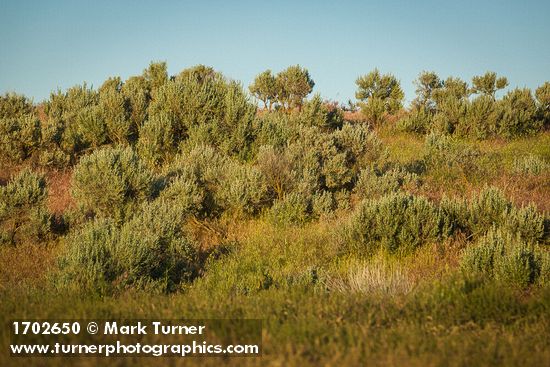 Sagebrush in late afternoon light