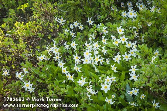 Avalanche Lilies