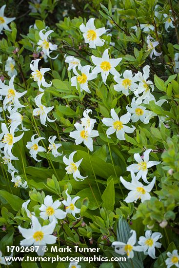 Avalanche Lilies