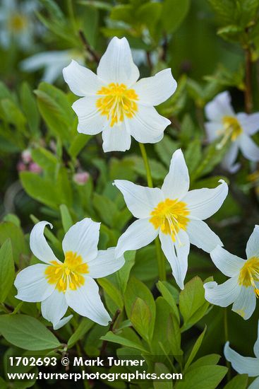 Avalanche Lily blossoms