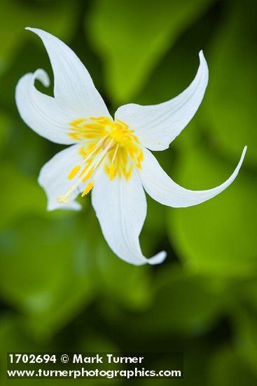 Avalanche Lily blossom detail