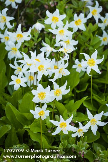 Avalanche Lilies
