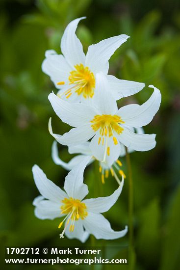 Avalanche Lily blossoms
