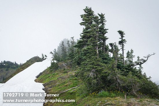 Mountain Arnica at base of Subalpine Firs