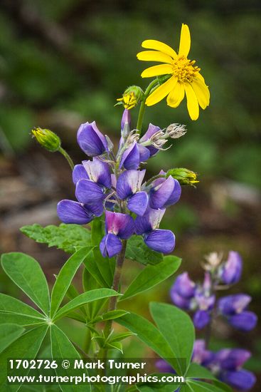 Broadleaf Lupine & Mountain Arnica blossoms