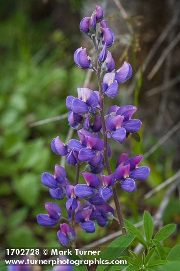Broadleaf Lupine blossoms