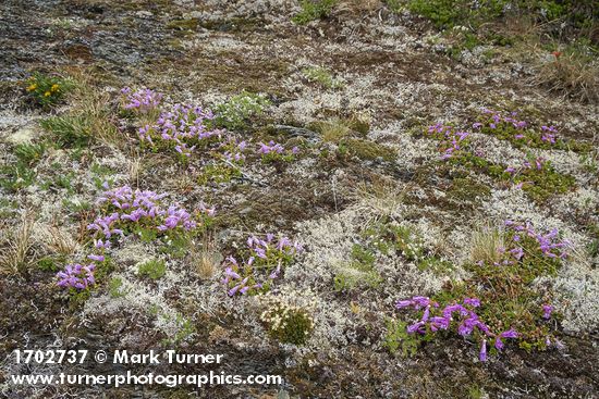 Davidson's Penstemon & Spotted Saxifrage among lichens