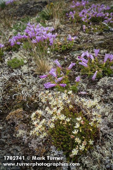 Spotted Saxifrage & Davidson's Penstemon among lichens