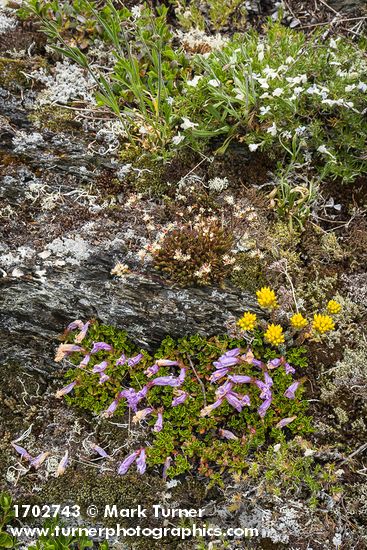 Davidson's Penstemon, Spotted Saxifrage, Spearleaf Stonecrop, Spreading Phlox among lichens