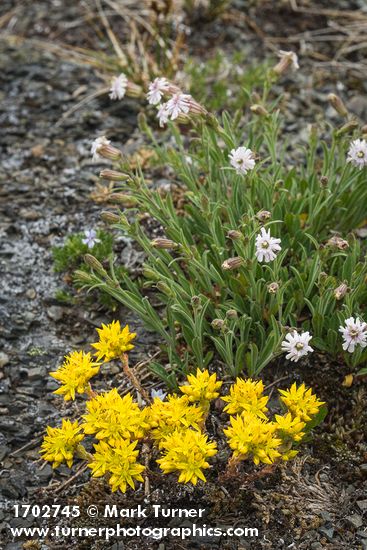 Spearleaf Stonecrop w/ Parry's Catchfly