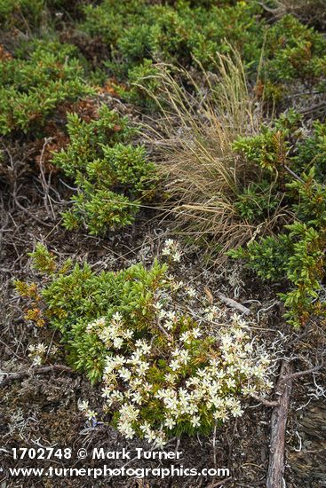 Spotted Saxifrage w/ Common Juniper foliage