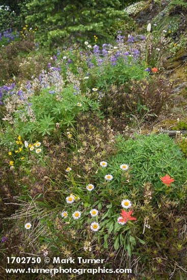 Wandering Daisies, Broadleaf Lupines, Giant Red Paintbrush, Sickletop Lousewort
