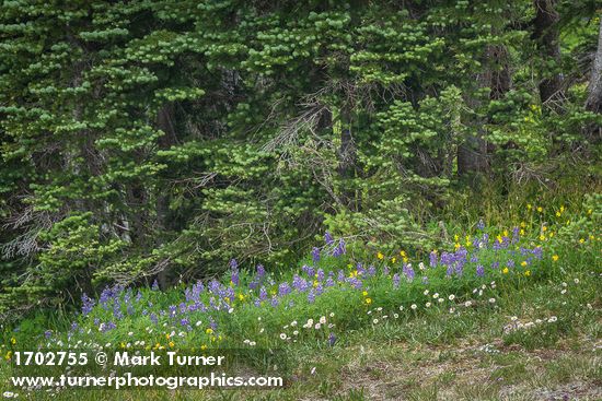 Wandering Daisies, Broadleaf Lupines, Mountain Arnica at base of  Subalpine Firs