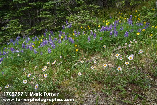 Wandering Daisies, Broadleaf Lupines, Mountain Arnica