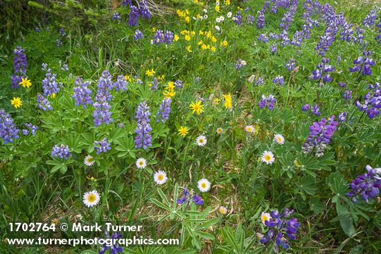 Wandering Daisies, Broadleaf Lupines, Mountain Arnica