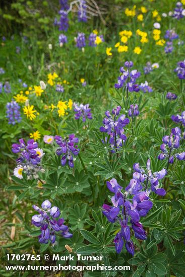 Broadleaf Lupines w/ Mountain Arnica soft bkgnd