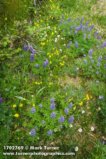 Steep meadow w/ Broadleaf Lupines, Giant Red Paintbrush, American Bistort