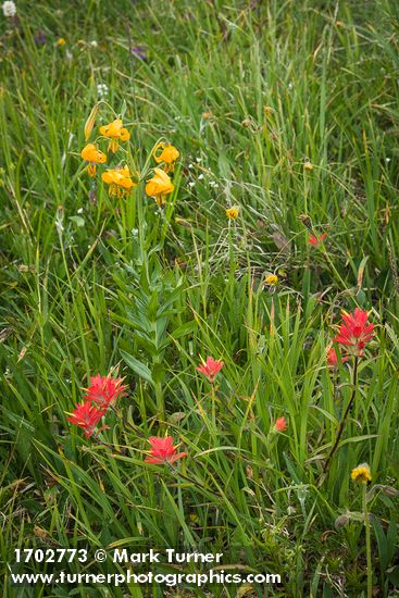 Giant Red Paintbrush & Columbia Lily among meadow grasses & sedges