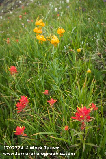 Giant Red Paintbrush & Columbia Lily among meadow grasses & sedges