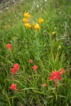 Giant Red Paintbrush & Columbia Lily among meadow grasses & sedges