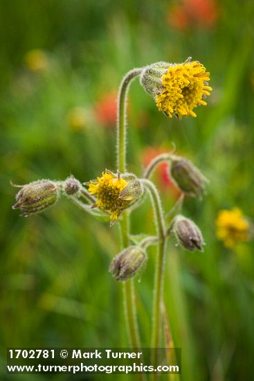 Nodding Arnica blossoms & buds