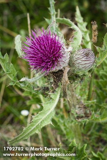 Indian Thistle blossom