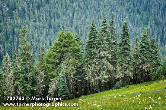 Subalpine Firs & Mountain Hemlocks at edge of meadow