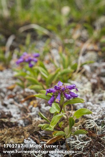 Small-flowered Penstemon